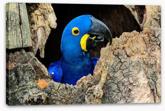Hyacinth macaw hello