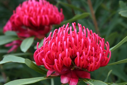 Vibrant pink waratah