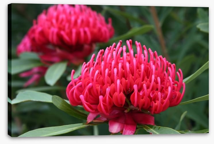 Vibrant pink waratah
