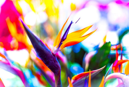 Vibrant bird of paradise