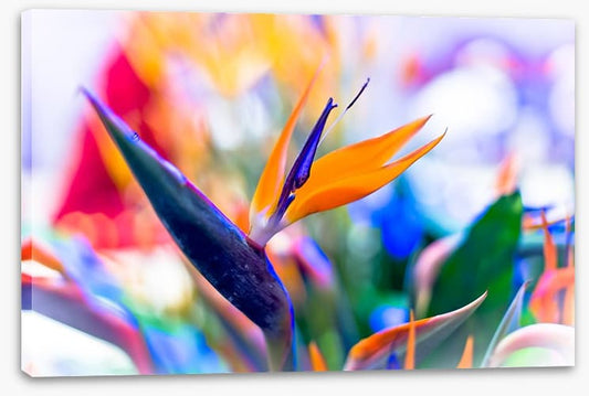 Bird of paradise