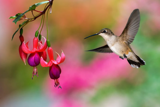 Birds