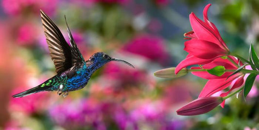 Hummingbird hover