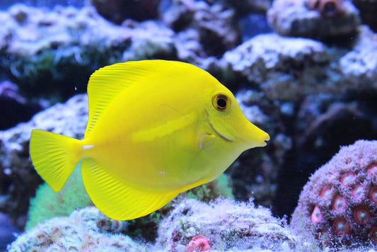 Yellow tang