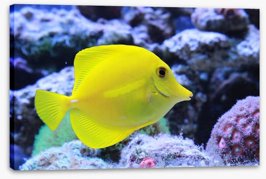 Yellow tang
