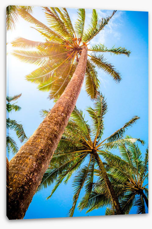 Trees