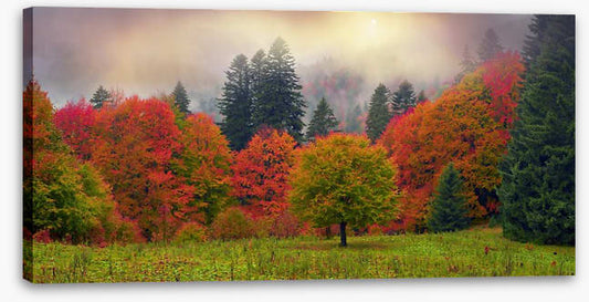 Foliage of fall