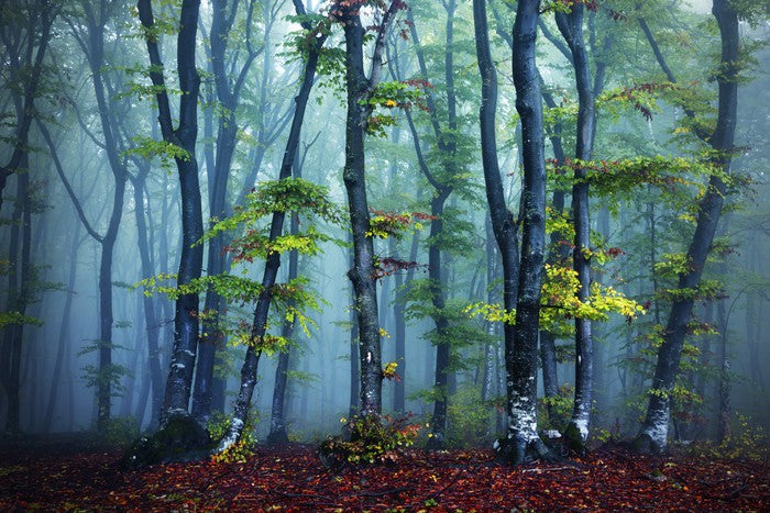 Beyond the mist