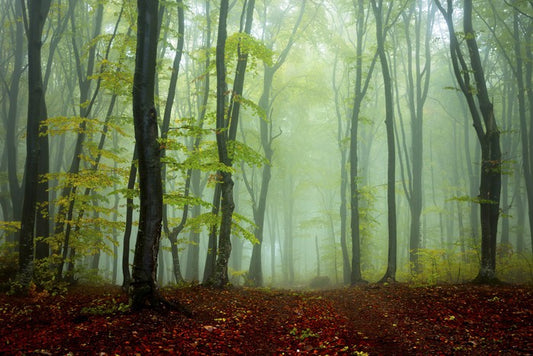 Deep in the mystic woods