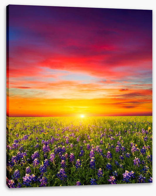 Wildflower meadow sunset