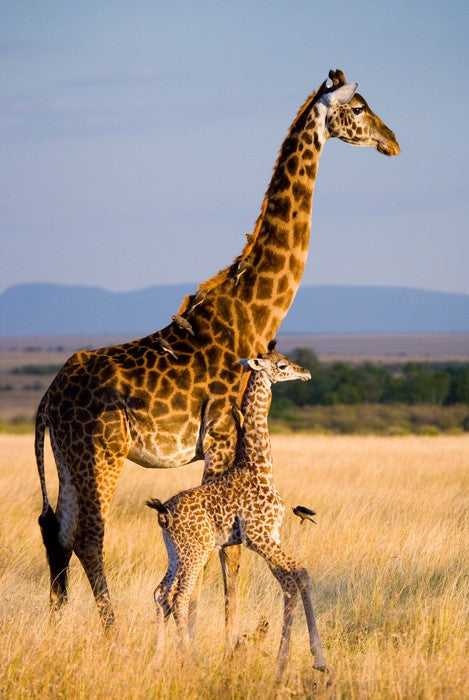 Savanna stroll