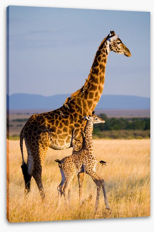 Savanna stroll