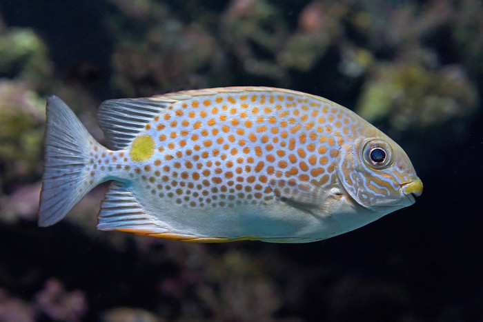 Fish / Aquatic
