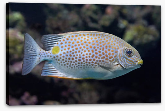 Fish / Aquatic