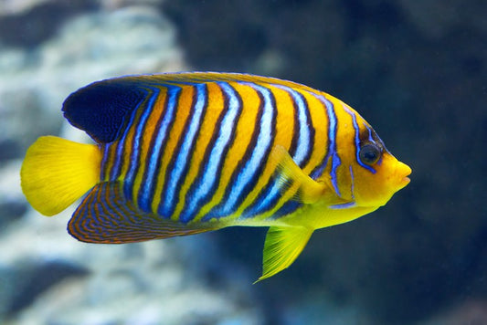 Fish / Aquatic