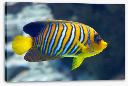 Fish / Aquatic