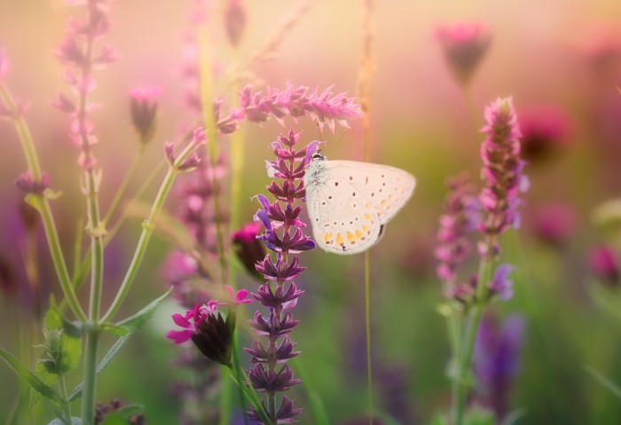 In the butterfly meadow