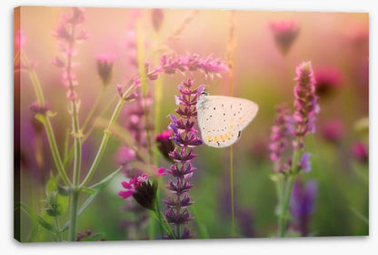 In the butterfly meadow