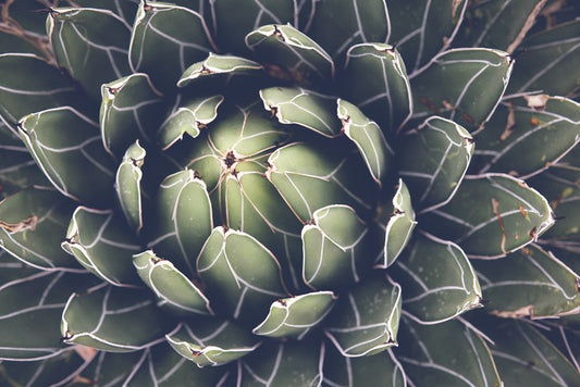 Agave succulent