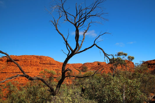 Kings Canyon contrasts