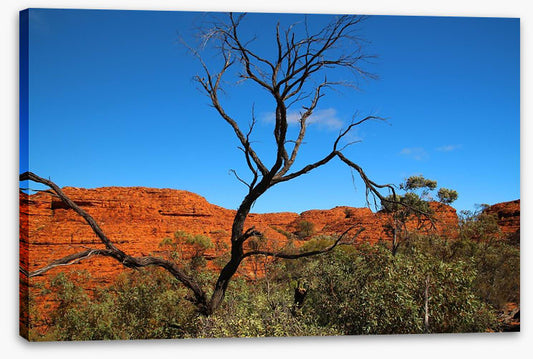 Kings Canyon contrasts