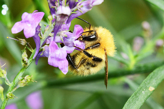 Honey bee