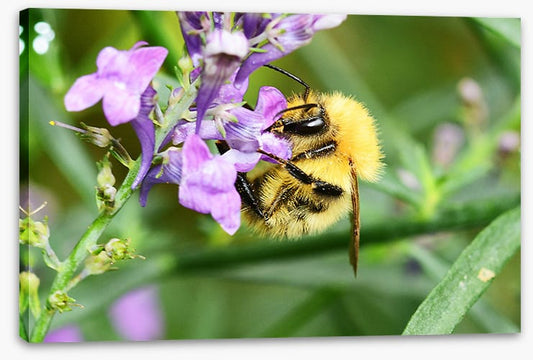 Honey bee