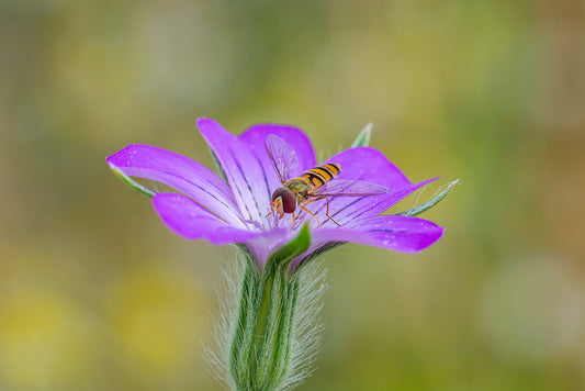 Hornet delight