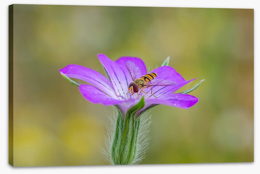 Hornet delight