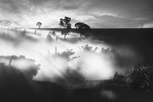Foggy silhouettes