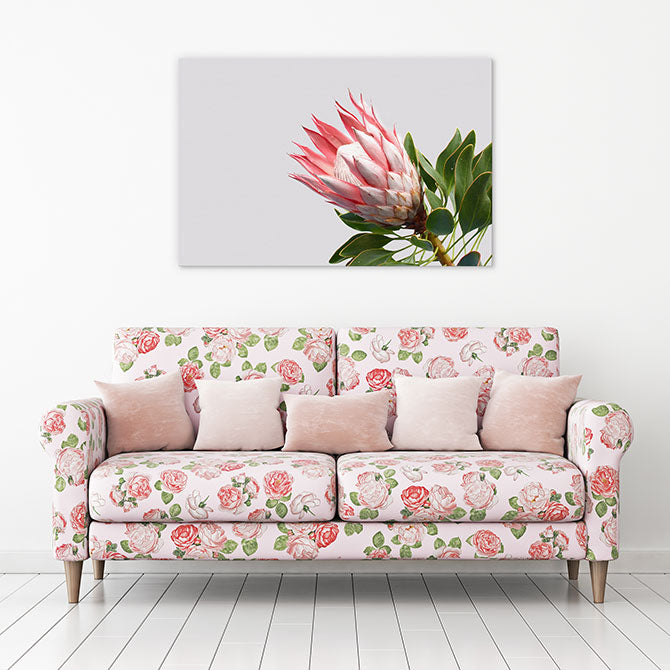 Pink protea