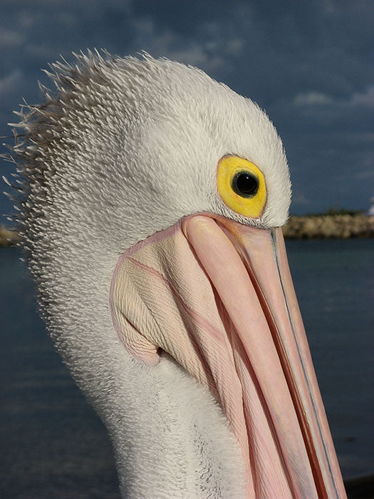 Australian pelican