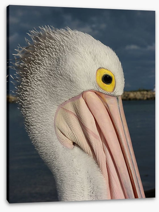 Australian pelican