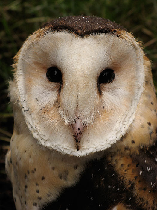 Grass owl