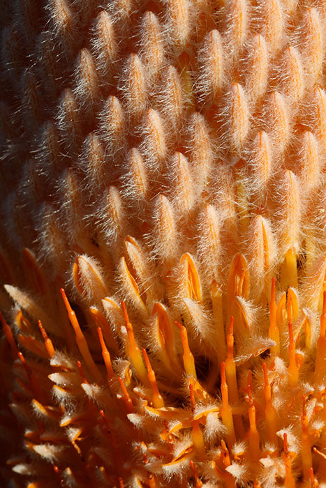 Orange banksia