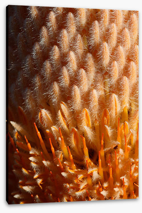 Orange banksia