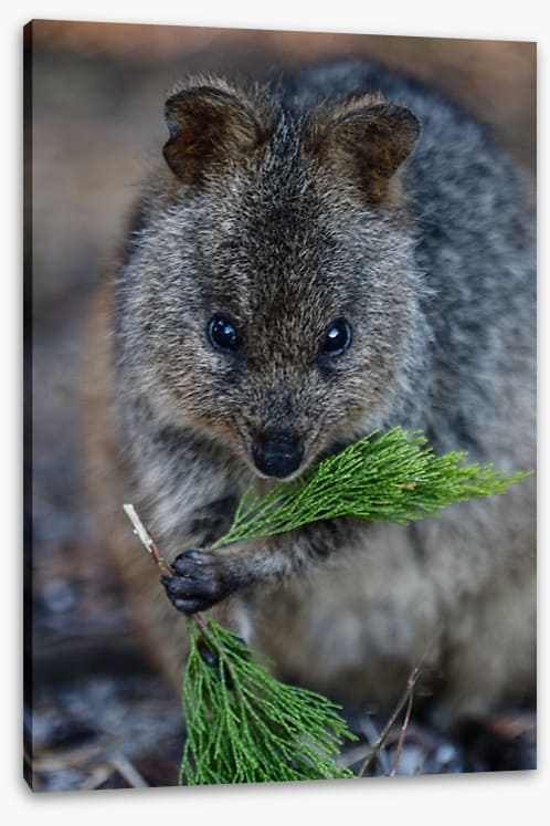 Quokka