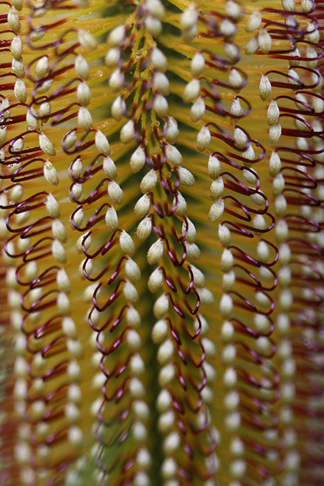 Yellow banksia