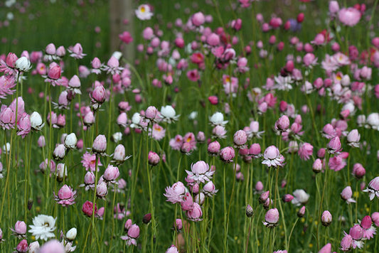 Field of everlasting daisies