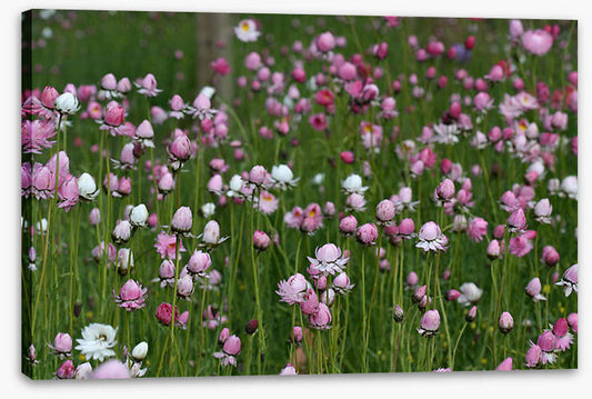 Field of everlasting daisies