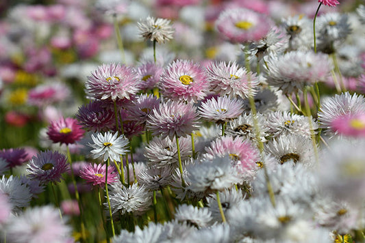 Everlasting daisies