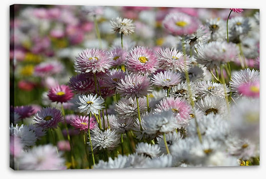 Everlasting daisies