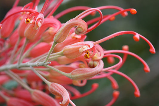 Pink grevillea