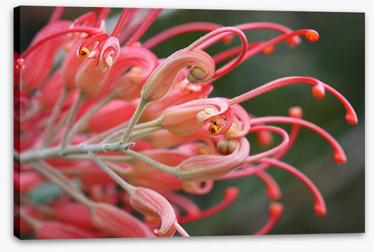 Pink grevillea