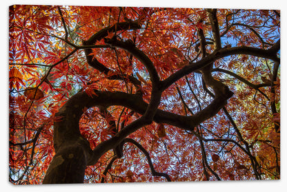 Maple in fall