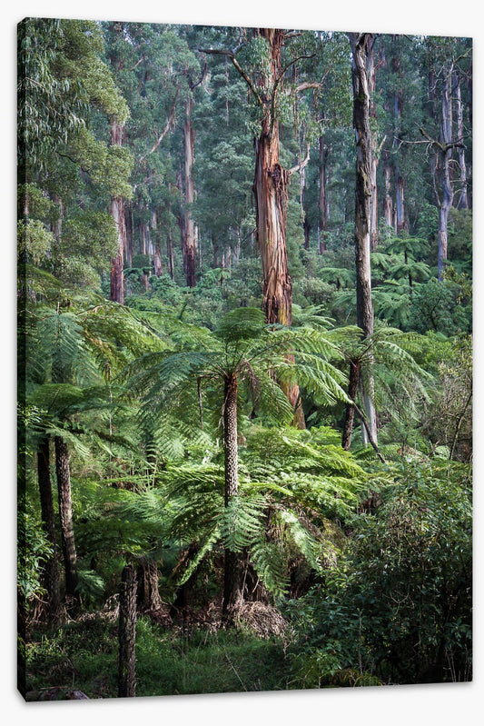 Forest ferns