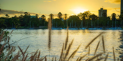 Gold grass