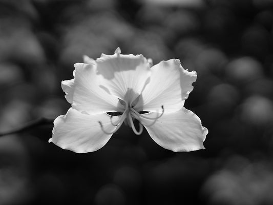 Fragile
