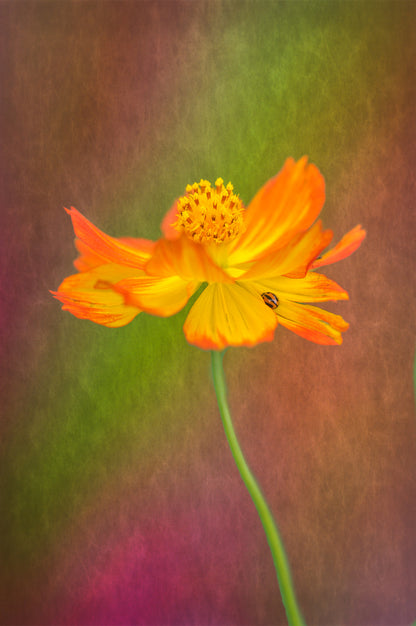 Spring lady