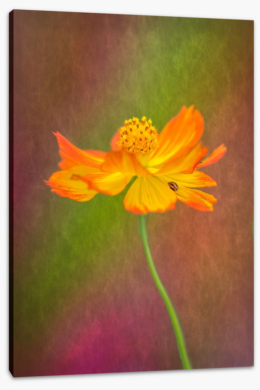 Spring lady